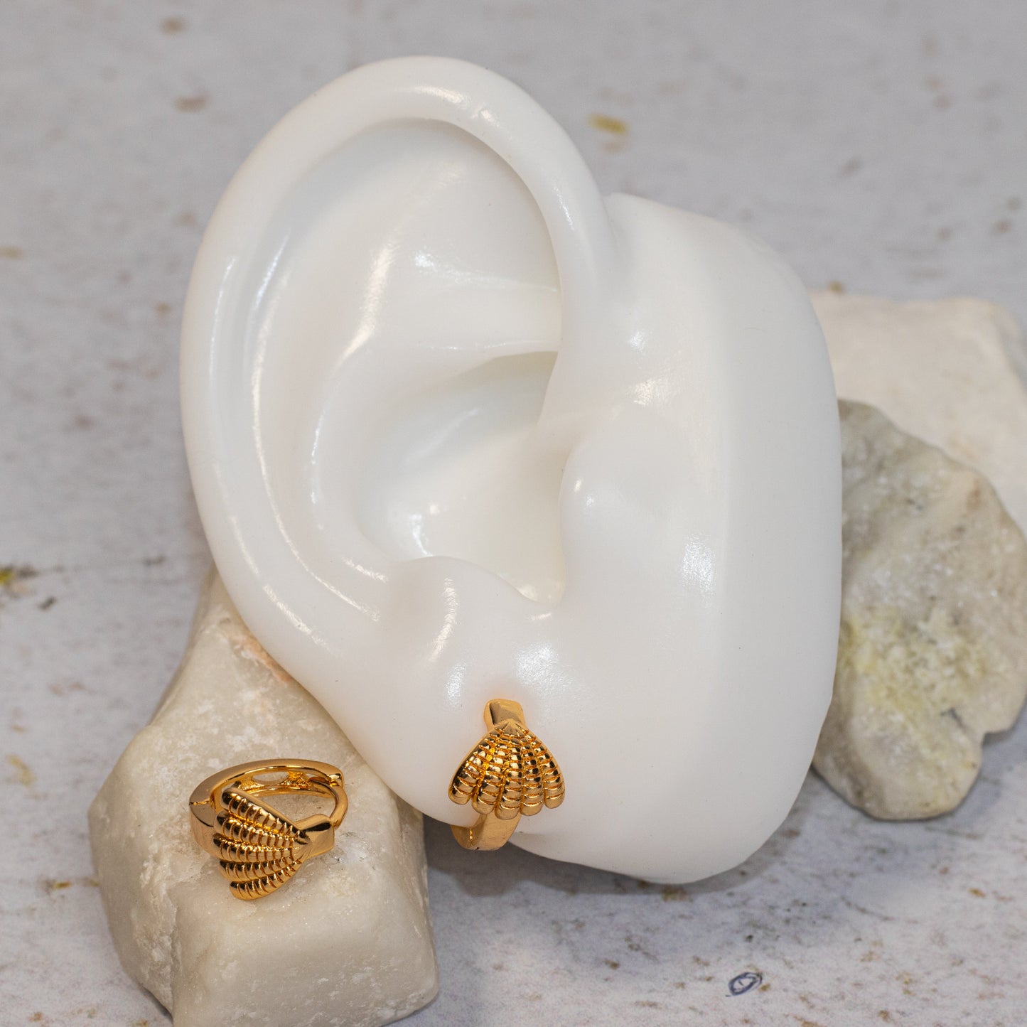 Candonga pequeña concha