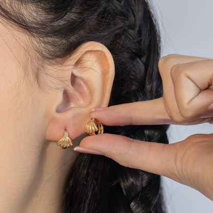 Candonga pequeña concha