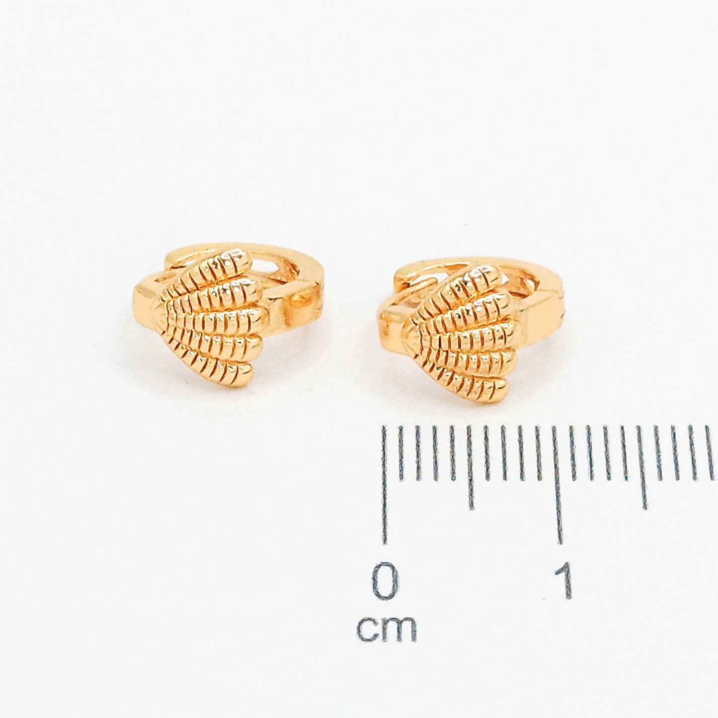 Candonga pequeña concha